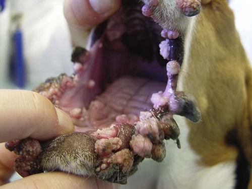 how is canine papilloma virus spread