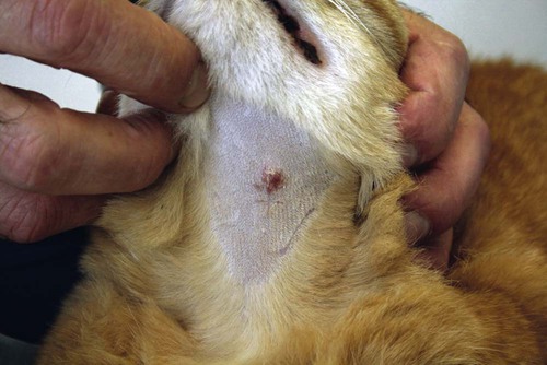 Papilloma virus warts in cats