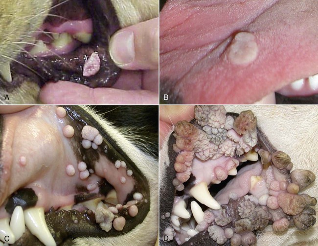 how is canine papilloma virus spread