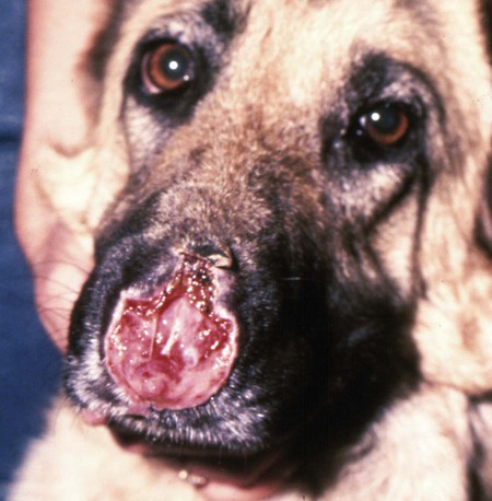rocky mountain spotted fever in dogs