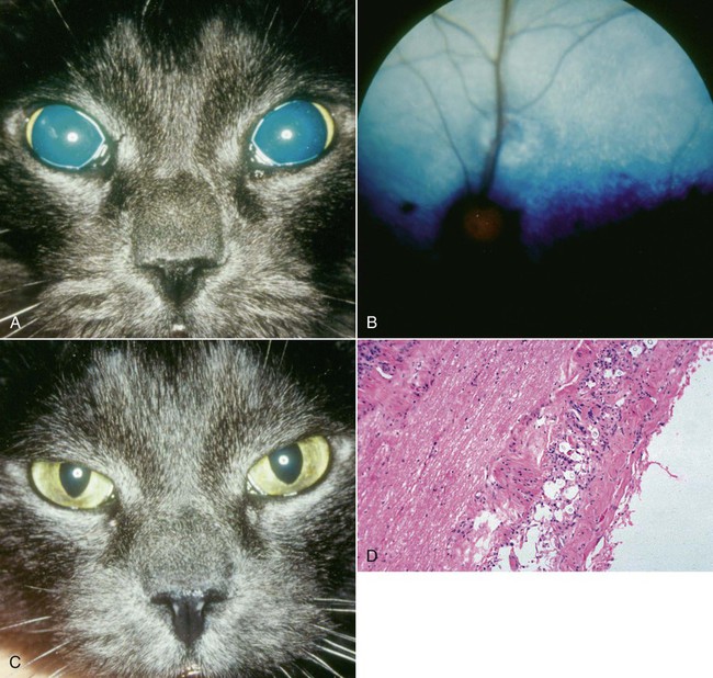 Codex Entries Cryptococcosis In Cats