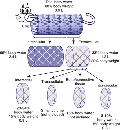 intracellular body fluid compartments