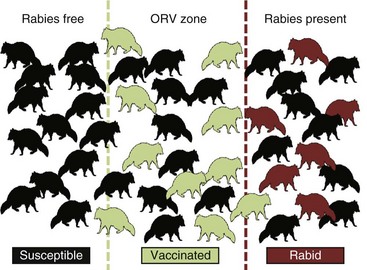 Rabies Management in Wild Carnivores | Veterian Key