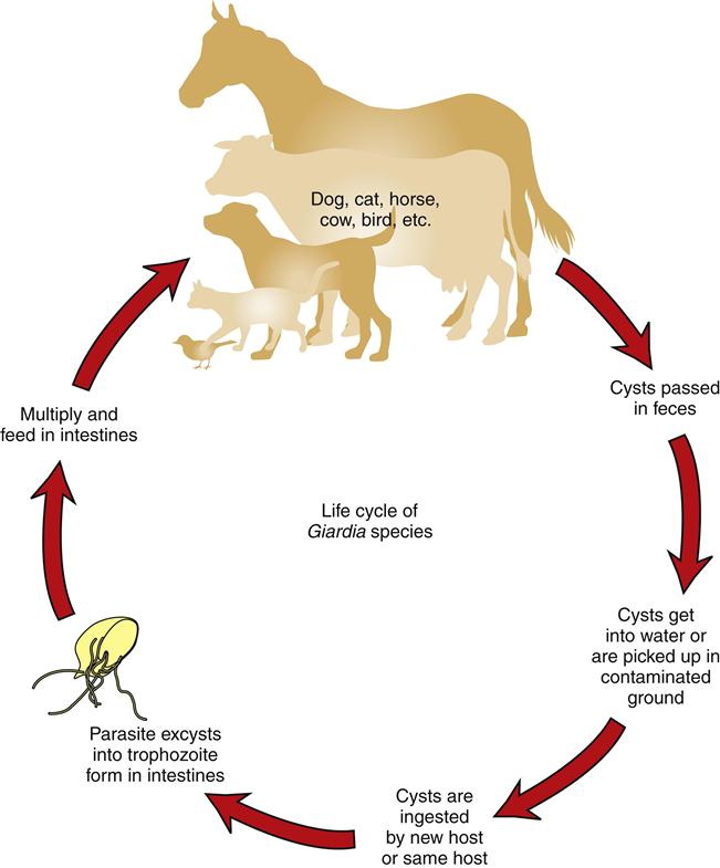 Giardia life cycle veterinary, Giardia in water treatment
