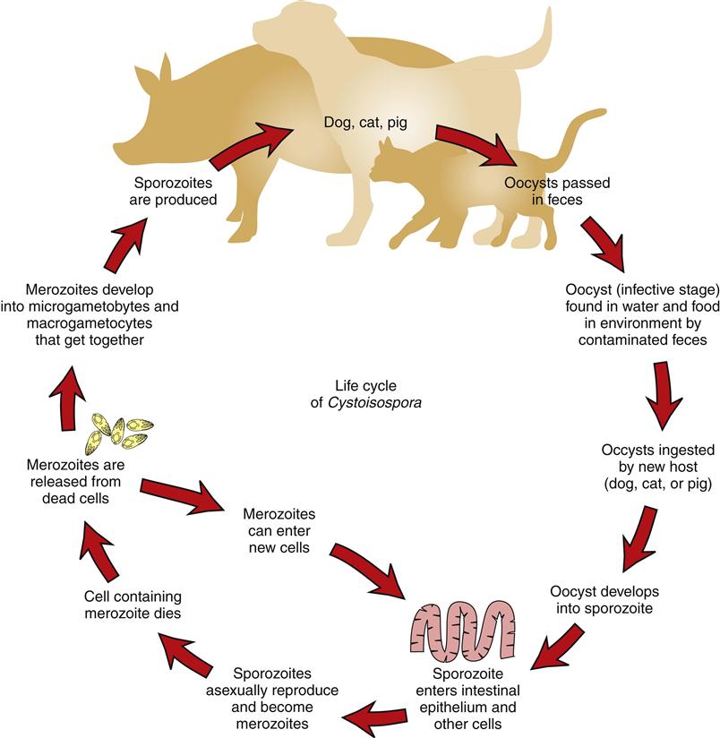Common Protozoans That Infect Domestic Animals | Veterian Key