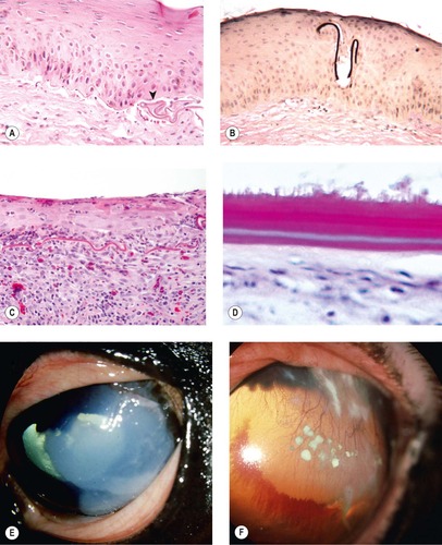 Diseases of the cornea and sclera | Veterian Key