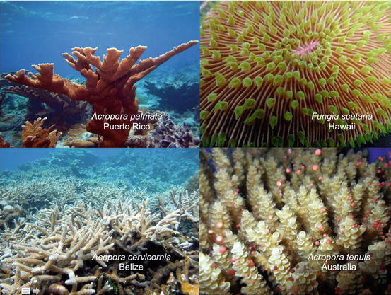 The Reality, Use and Potential for Cryopreservation of Coral Reefs ...