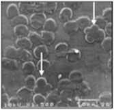 Canine Erythrocyte Morphology: Observations of a New Pattern, the ...