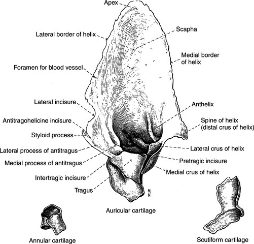 Dog Ear Anatomy What Is The chonca Equivalent In A Dog Ear R dogs