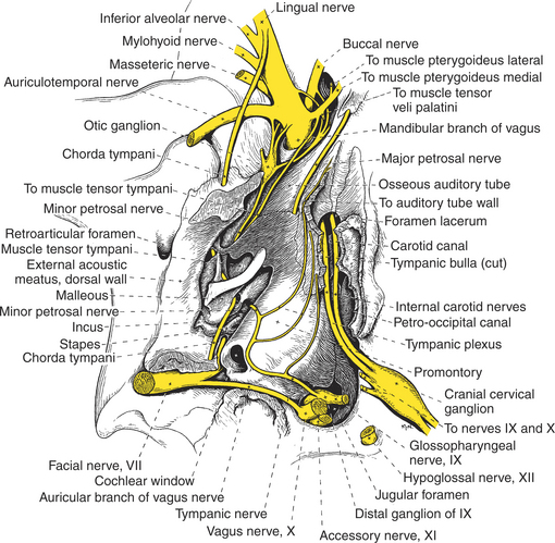 Anatomy of the Canine and Feline Ear Veterian Key