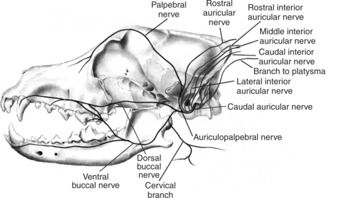 external auditory meatus cat