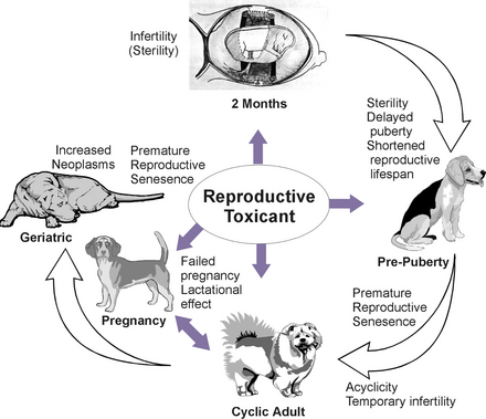 Reproductive Toxicology of the Female Companion Animal | Veterian Key