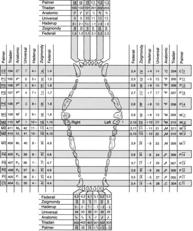 Dental Records Veterian Key