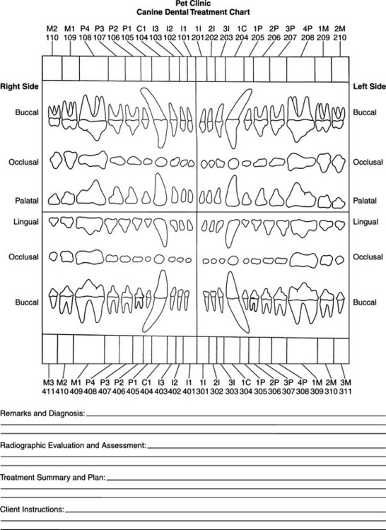 canine dental chart template
