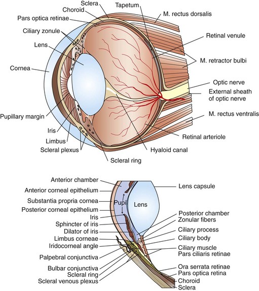 Surgery of the Eye | Veterian Key