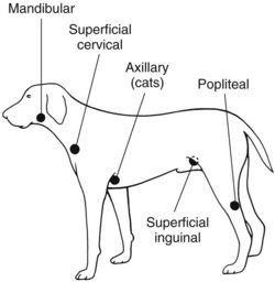 where are dogs lymph nodes in neck