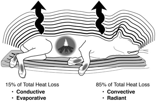 Temperature Regulation During Anesthesia: Anesthetic-Associated Hypothermia  and Hyperthermia | Veterian Key