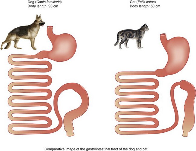 how long are the intestines of a dog