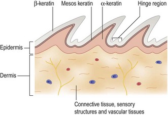 Dysecdysis In A Leopard Gecko | Veterian Key