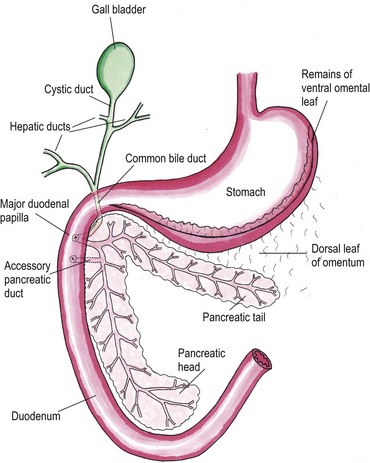 cat dissection pancreas