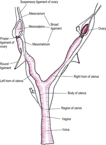 female reproductive anatomy ligaments