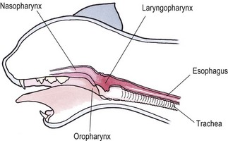 laryngopharynx cat