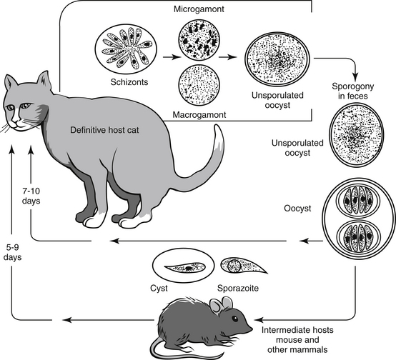 25 HQ Photos Coccidia In Cats To Humans / Parasite Protocols Feline Protozoa Recommendations From The Companion Animal Parasite Council Today S Veterinary Practice