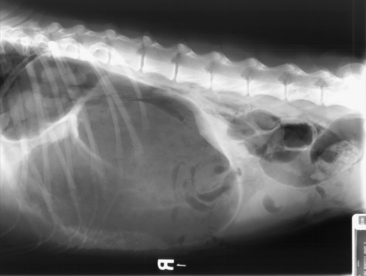 Gastric Dilatation-Volvulus And Bloat | Veterian Key