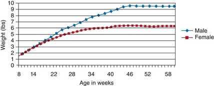 Miniature Dachshund Growth Chart