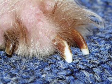 Share 130+ dog nail infection home remedy - ceg.edu.vn