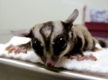 Sugar Gliders | Veterian Key