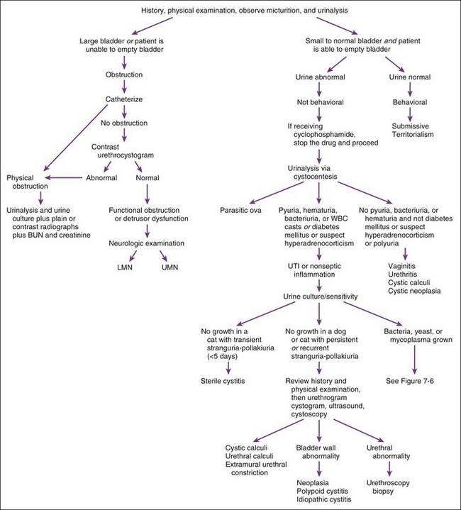 what causes low specific gravity in urine in dogs