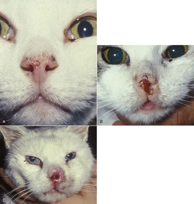 how-long-will-my-cat-live-with-nose-tumor-cat-lovster