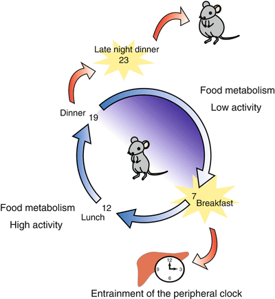 Circadian Rhythm and Food/Nutrition | Veterian Key