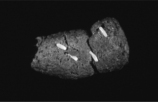 Tapeworm Segments In Stool