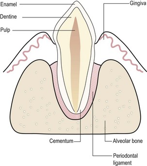 human canine teeth diagram