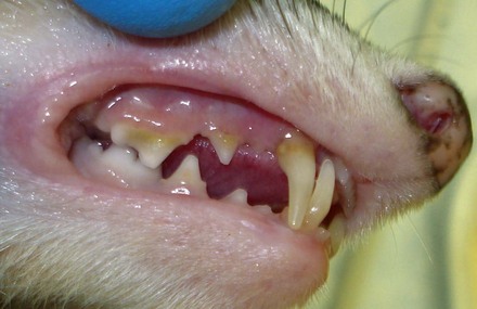 ferret teeth rodent lagomorph sectorial canine thin long lateral dentition dental carnassial note figure