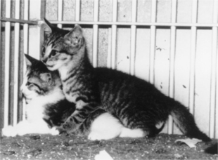 male cat biting neck of other male cat