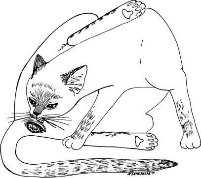 cat mating drawing