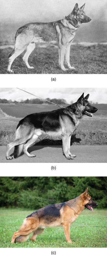 non pedigree german shepherd