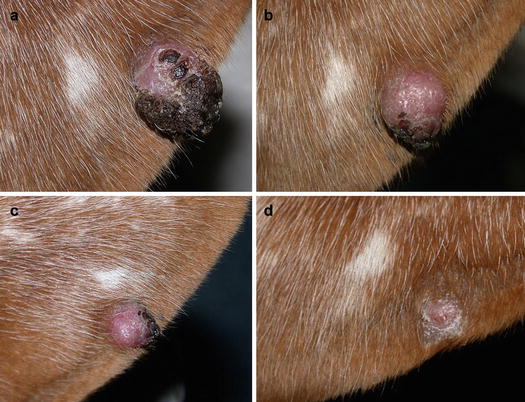 squamous cell carcinoma dog