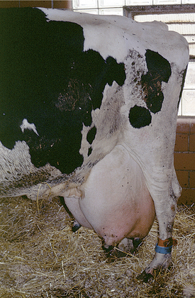 Mature cow with pendulous udder. 