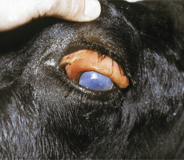 Ocular Diseases | Veterian Key