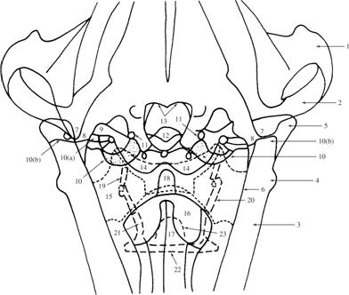 Skull | Veterian Key