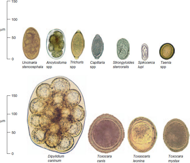 The Laboratory Diagnosis Of Parasitism | Veterian Key