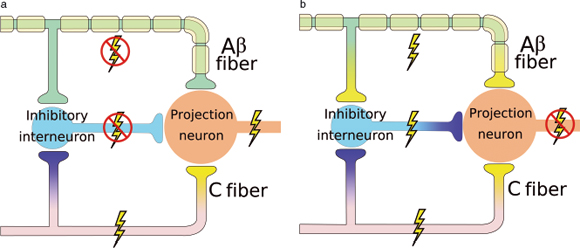 Fluid Therapy And Blood Products | Veterian Key