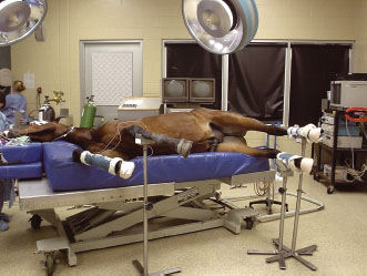 Equine Anesthesia | Veterian Key