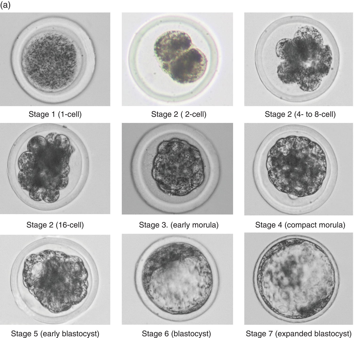 Evaluation Of In Vivo-Derived Bovine Embryos | Veterian Key