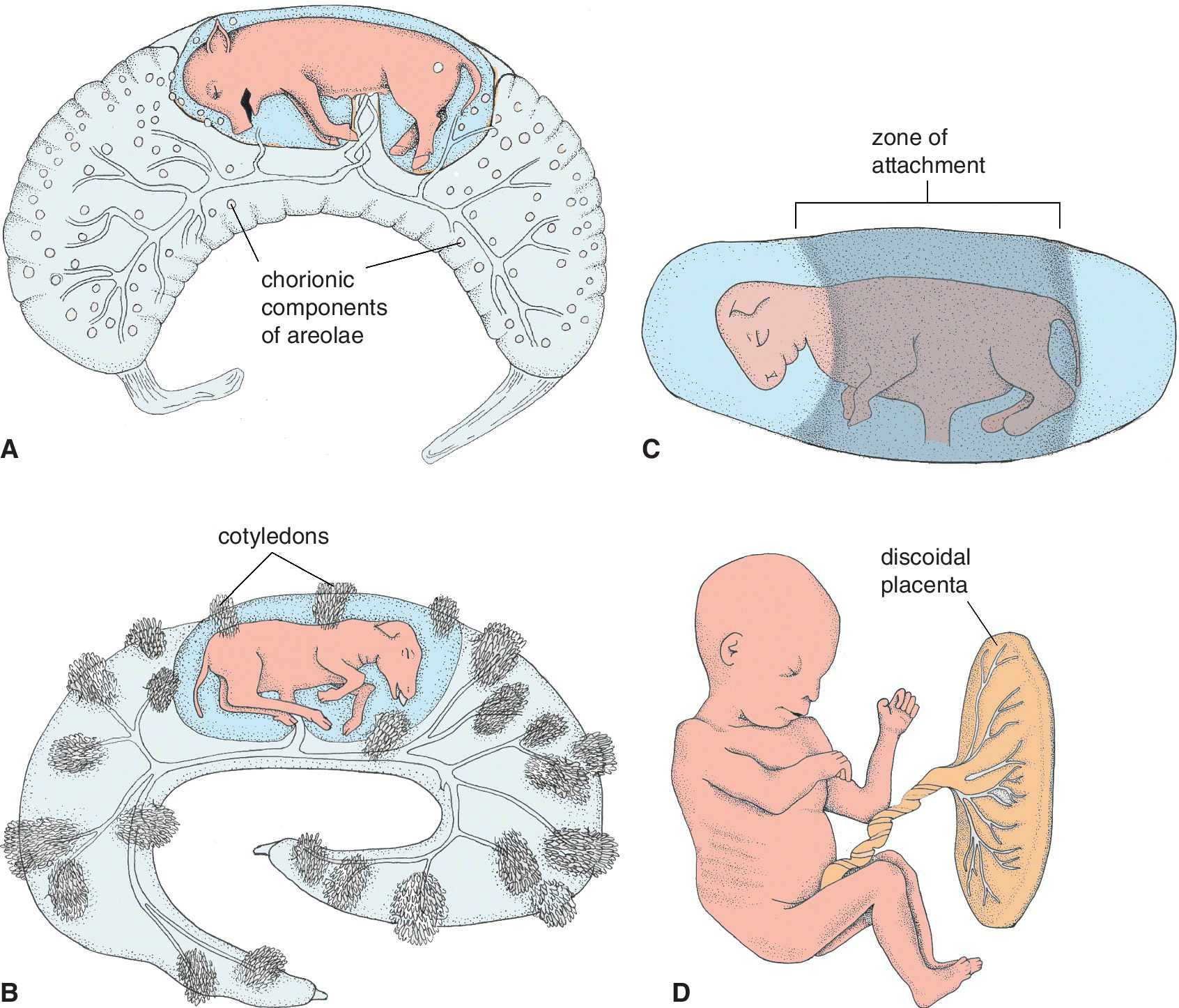 Forms Of Implantation And Placentation | Veterian Key