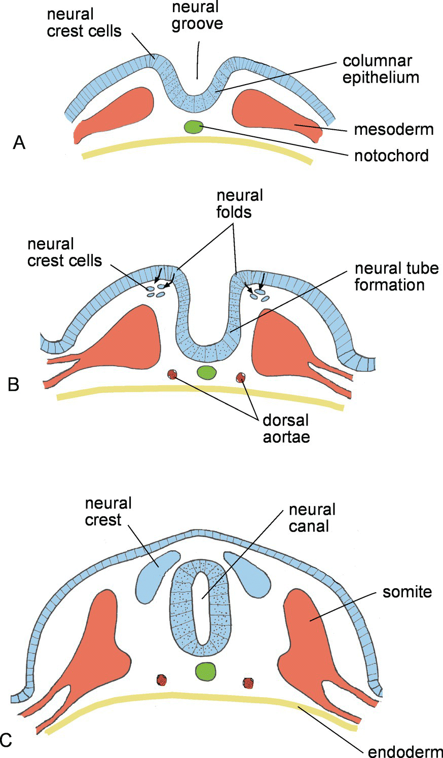 Nervous System | Veterian Key